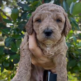 Amy - Apricot female Goldendoodle puppy in Cocoa, Florida from The Coastal Homestead