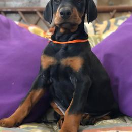 Doberman Pinscher Puppies from Key To My Heart Dobermans
