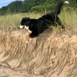 Bernese Mountain Dog All Grown Up from Willow Wood Bernese