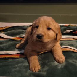 Comet (yellow collar) - Dark golden male Golden Retriever puppy in Tenino, Washington from Oak River Goldens'