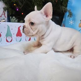 French Bulldog Puppies from Electric City Frenchies