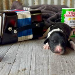 Cracklin - Pink Collar - Black and white female Bernedoodle puppy in Carencro, Louisiana from Southern Bayou Poodles and Doodles