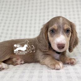 Leonard, Long Hair, Isabella and Cream, AKC - Fawn (isabella) and cream male Dachshund puppy in South Easton, Massachusetts from Depot Dachsies