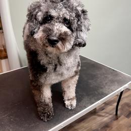 Mel - Goldendoodle