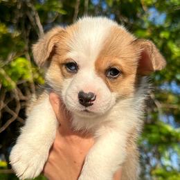Girl 2 - Pembroke Welsh Corgi puppy in Springville, California from Campbell Creek Corgis