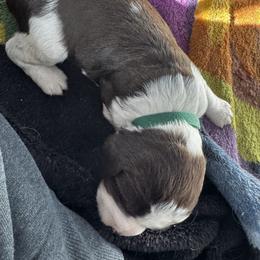 Dark green - White and liver male English Springer Spaniel puppy in Lufkin, Texas from Shifletknights Springer Spaniels