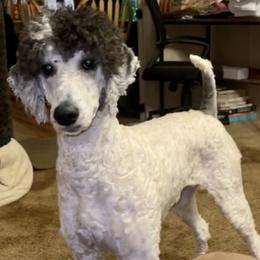 Circe - Poodle