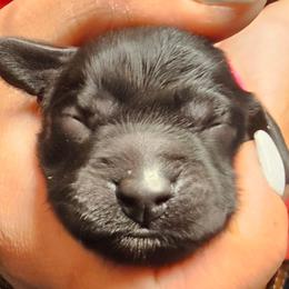Neptune - Black male Cockapoo puppy in Indiahoma, Oklahoma from Phamily Doodles