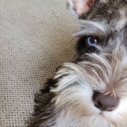 Miniature Schnauzers from Burnett Cove Kennels