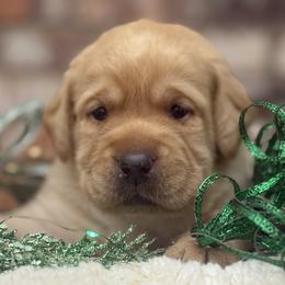 Jolly - Yellow male Labrador Retriever puppy in Dixon, California from Rosslyn Labradors (Rose-Line)