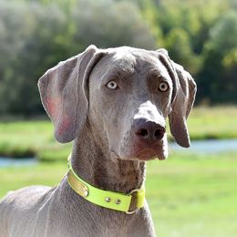 Amelia - Weimaraner