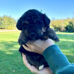 Peppermint Patty - Tri-color female Bernedoodle puppy in Lancaster, Missouri from Cavapoo Acres