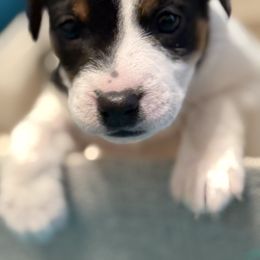 Woman To Blame - Tri-color female Jack Russell Terrier puppy in Englewood, Florida from Manasota Key Jack Russells