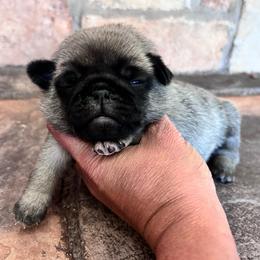 Pink collar - Fawn female Pug puppy in Tucson, Arizona from Furever Friends