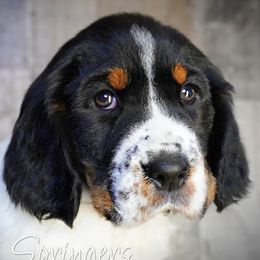Mosely - Black white and tan male English Springer Spaniel puppy in Great Falls, Montana from Big Sky Springers