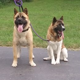 Akita from Bryan's Akitas