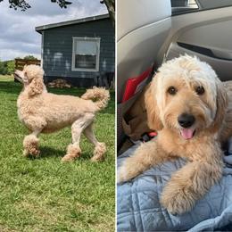 Goldendoodles from Doodles Fur Days