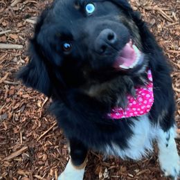 Australian Shepherds from Australian Shepherd Homestead