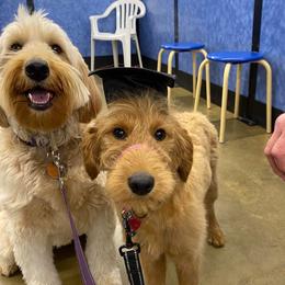 Golden Retriever and Poodle Puppies from Elliott's Elite Puppies