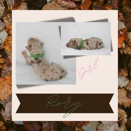 Rory - Red merle female Australian Shepherd puppy in Cleburne, Texas from Hudson Farm