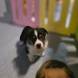 Girl 1 - Black and white female American Corgi puppy in Tallahassee, Florida from Koko's Korgis