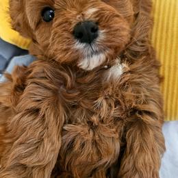 Valentine - Red male Cavapoo puppy in Marshfield, Missouri from Puppyloversplace