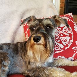 Jerry "Fat-dog" Garcia  - Miniature Schnauzer