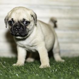 Miles (blue) - Fawn male Pug puppy in Hereford, Arizona from Broken Road Ranch Pugs