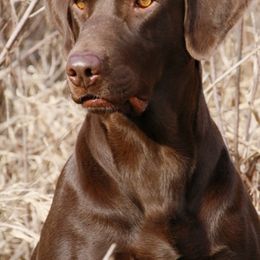 Halee - Labrador Retriever