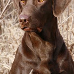 Halee - Labrador Retriever