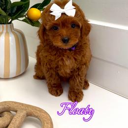 Floaty - Red  female Goldendoodle puppy in Buford, Georgia from Petite Posh Puppies