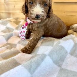 Boy 1 - Red male Irish Doodle puppy in Bloomfield, Iowa from Schooley Doodles