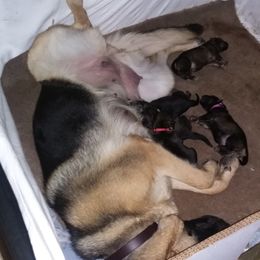 German Shepherd Puppies from Guamany K9 Vomhaus