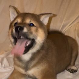 SORA (Sky) - Red male Shiba Inu puppy in Derby, Kansas from Heart’s Desire Shiba Inus