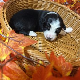 Clara - Blue merle female Australian Shepherd puppy in Howardsville, Virginia from Spectacular Aussies and Cavaliers