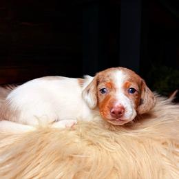 Faye - Dapple female Dachshund puppy in Washburn, Tennessee from Clinch Mountain Dachshunds