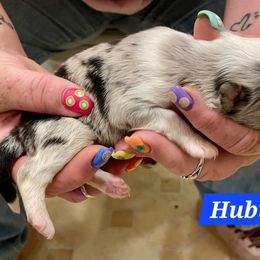Huburt - Blue merle and white male Shetland Sheepdog puppy in Kaycee, Wyoming from Heavenly Shelties