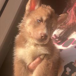 Ron Weasley - Red and white male Siberian Husky puppy in Jasper, Alabama from Sophia's Siberian Huskies