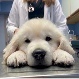 Golden Retriever Puppies from INGOLD Retrievers