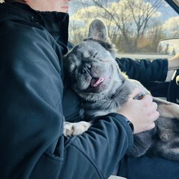 Monty - French Bulldog