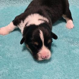 BLUE BOY-fluffy tail docked - Black and tan male American Corgi puppy in Walker, Iowa from Double K Corgis