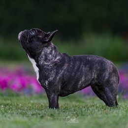 Journey  - French Bulldog