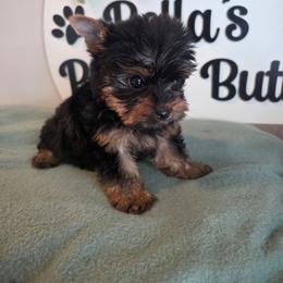 Halo - Black and gold male Yorkshire Terrier puppy in Clermont, Florida from Bella's Prissy Butts