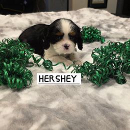 HERSHEY - Tri-color male Cavalier King Charles Spaniel puppy in Lehi, Utah from Angels and Nobility Cavaliers