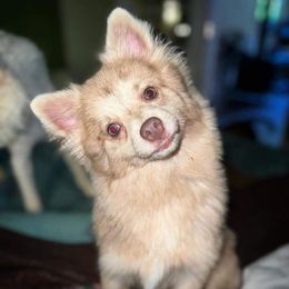 Ducky - Pomeranian