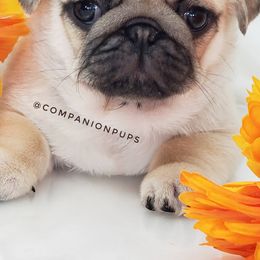 Pug Puppies from Companion Pups