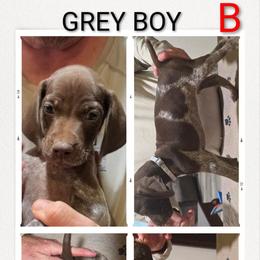 Boy 2 - Liver roan male German Shorthaired Pointer puppy in Cadiz, Kentucky from Jenny Ridge Kennels