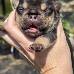 French Bulldog Puppies from Kismet French Bulldogs