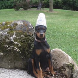 Doberman Pinscher Puppies from Laurel Vail