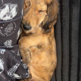 Dachshund Puppies from The long dogs of indiana